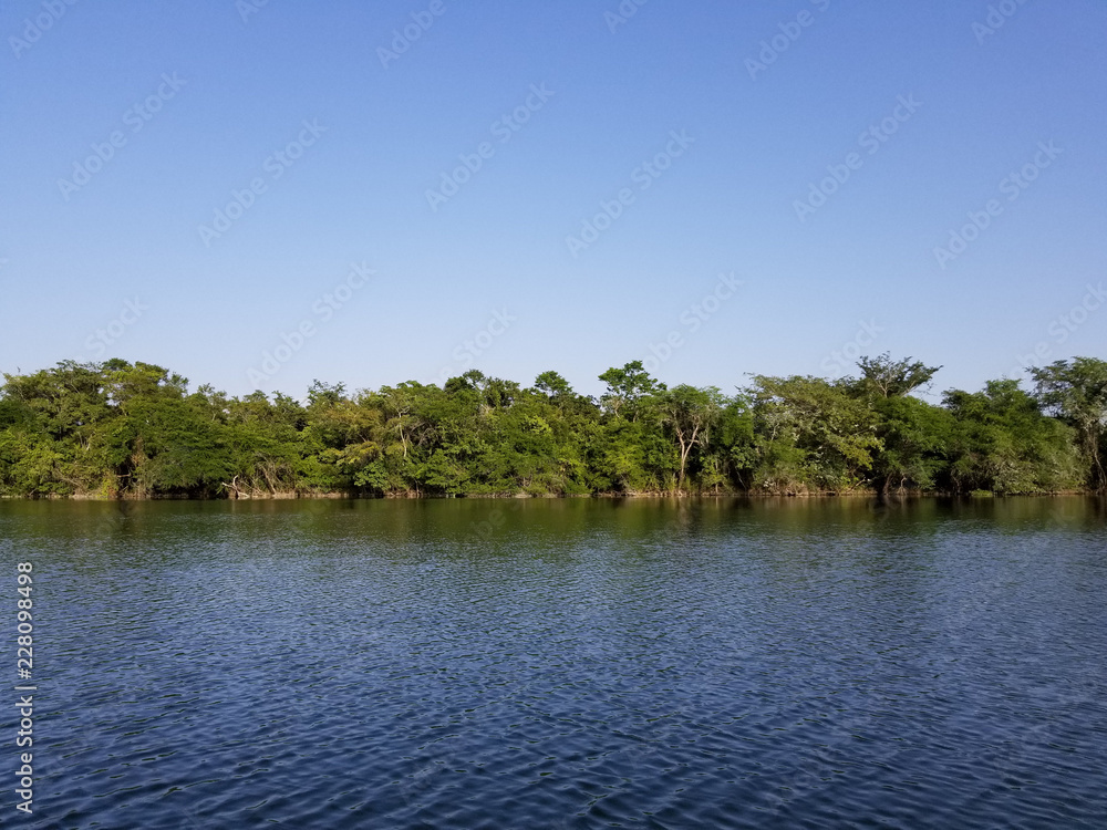 River and Trees on the Shoreline