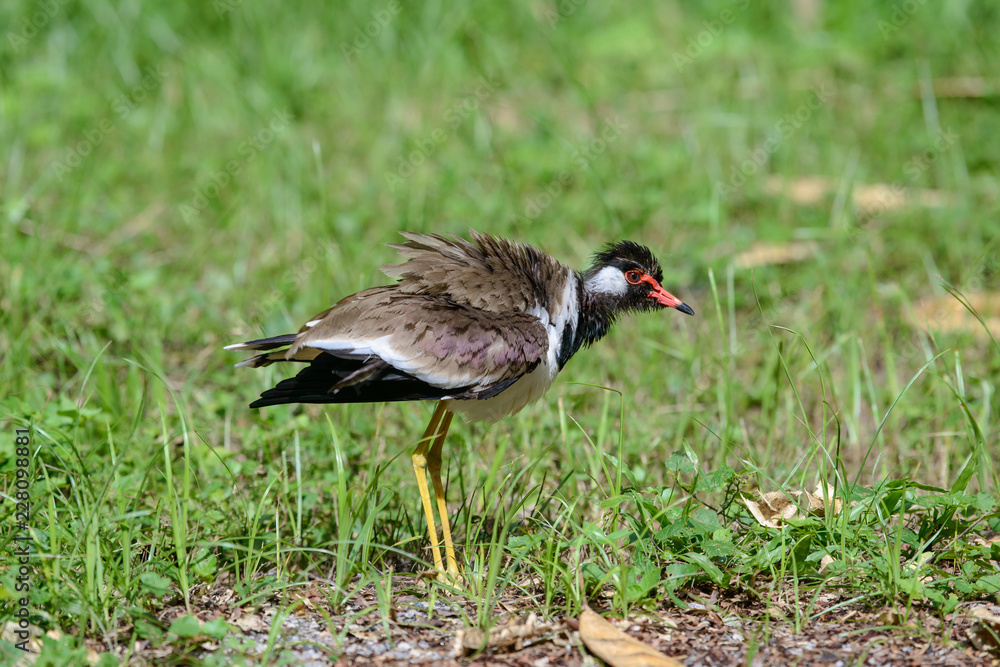 Red-wattled lapwing is an Asian lapwing or large plover, a wader in the family Charadriidae. They are ground birds that are incapable of perching. Red-wattled lapwing is an Asian lapwing or large plover, a wader in the family Charadriidae. They are ground birds that are incapable of perching.