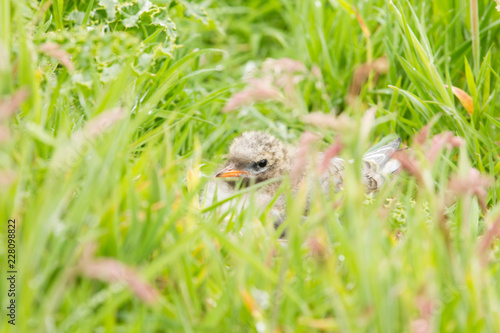 Arctic tern (Sterna paradisaea) chick resting in vegitation © lisalouise