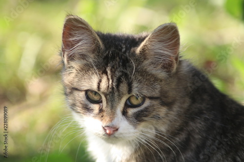 Wallpaper Mural Beautiful kitty.  Torontodigital.ca