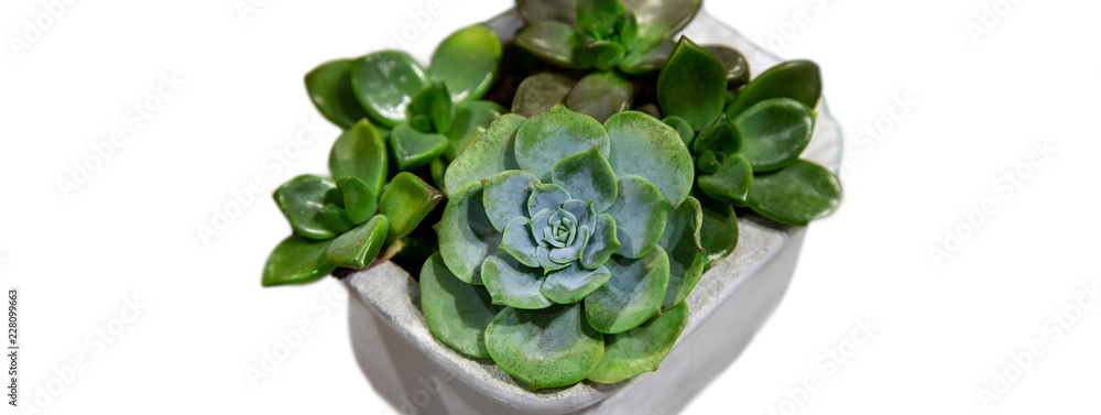 Obraz premium Collection of small cactus succulents in pot. Isolated.