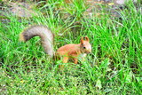 Red squirrel with grey tail in green grass