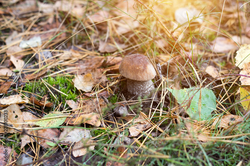 Boletus mushroom against a background of autumn foliage of the forest, close-up, autumn