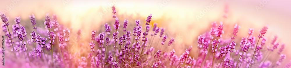 Fototapeta premium Miękka i selekcyjna ostrość na lawendowym kwiacie, piękna lawenda w kwiatu ogródzie