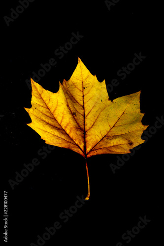 Maple Leaf on Black Background