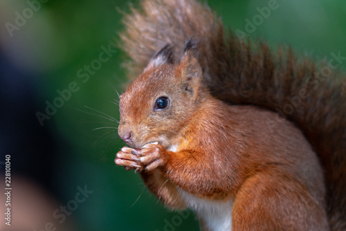 Close up of Red Squirrel eating a nut