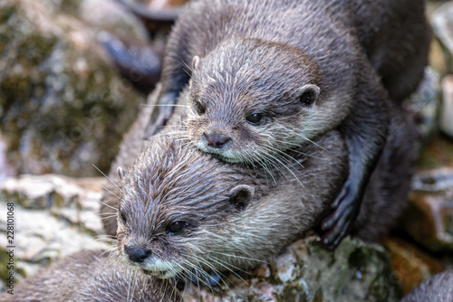Pair of Asian otters cuddling each other