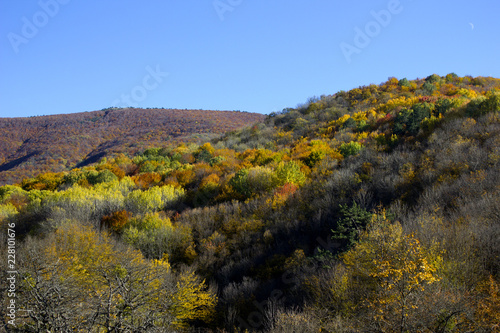 Fototapeta Naklejka Na Ścianę i Meble -  Autumn landscape. Mountains in the fall with yellow-red trees. Mountain forest in the fall. 