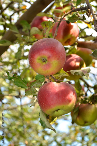 Large and ripe red apples hang on a branch.