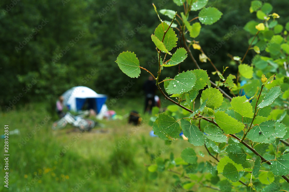 Tent on the meadow in summer. The camping tourist in the woods.