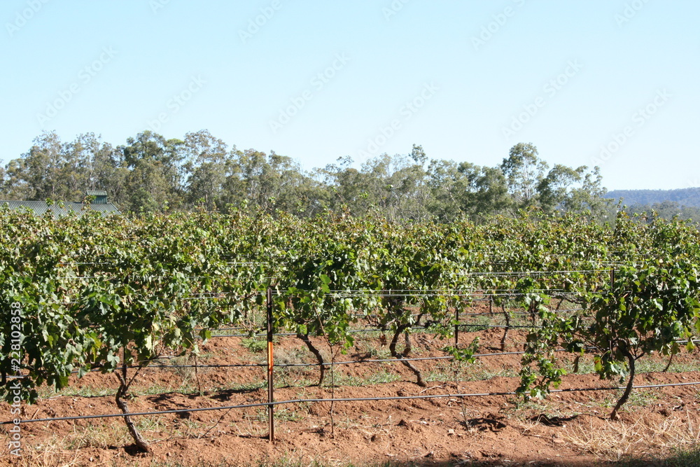 Grape Plantation At Hunter Valley Australia
