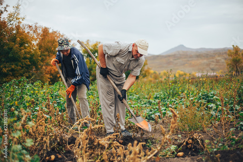 two mem digging potatoes in the garden.