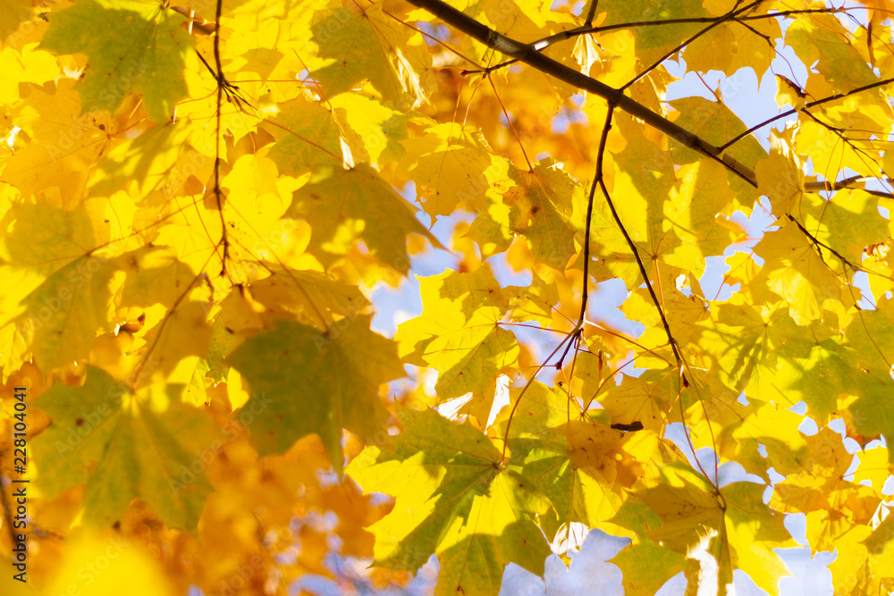 Beautiful Colorful Autumn Leaves as background Beautiful Colorful Autumn Leaves as background