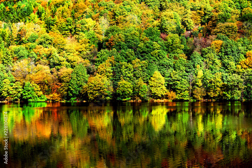 Fototapeta Naklejka Na Ścianę i Meble -  Wald am Ufer eines Sees im Herbst