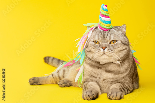 Cute cat unicorn with a colored horn on a yellow background. The concept of fairy tales, fashion, funny and sweet cats, love and holiday. With empty space © Anton