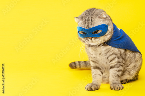 superhero, scotch whiskey with a blue cloak and mask. The concept of a superhero, super cat, leader. On a bright yellow background with space