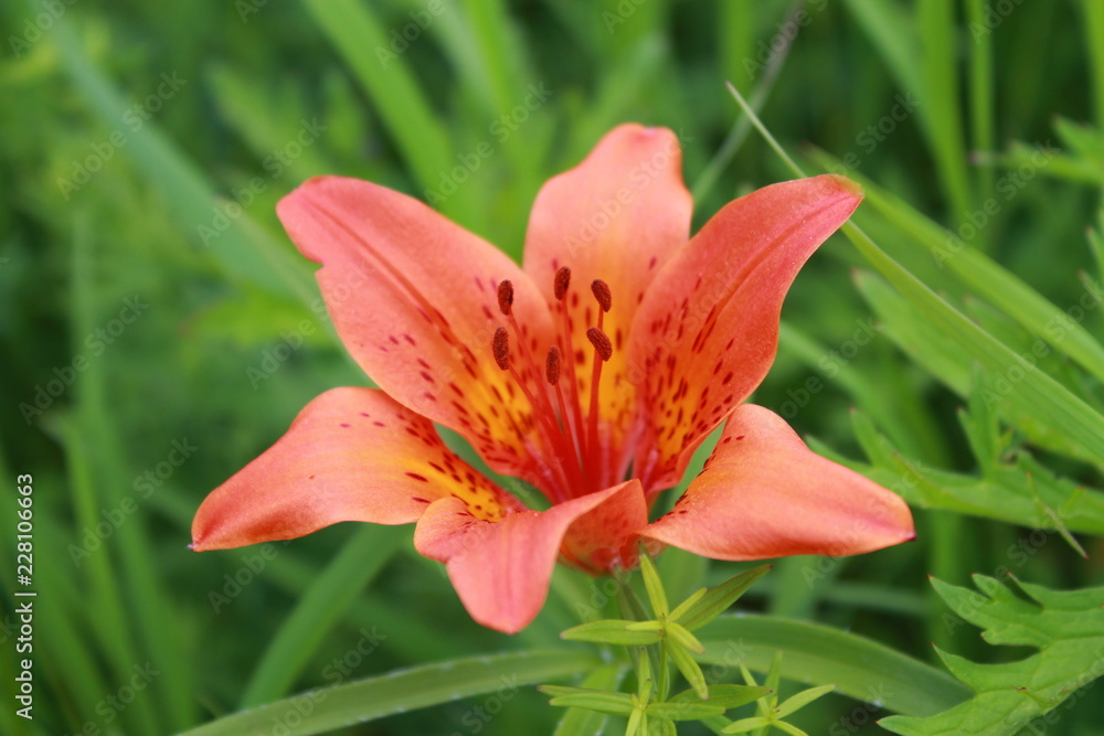 Fototapeta premium red flower