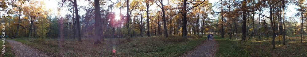 forest in autumn forest in autumn