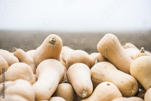 Butternutkürbis Kürbis in einem Haufen 