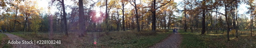 forest in autumn © tanzelya888