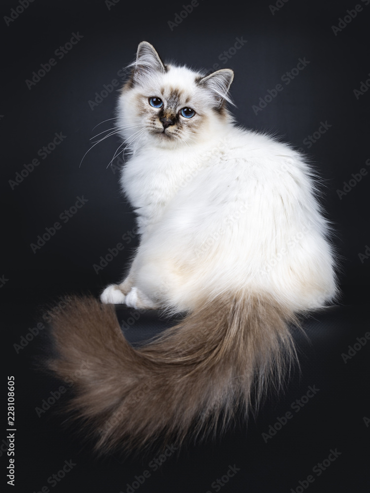 Excellent tabby point Sacred Birman cat kitten sitting side ways and tail hanging down from edge, looking straight at camera with dreamy blue eyes isolated on black background