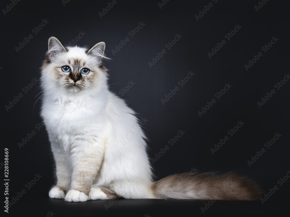 Excellent tabby point Sacred Birman cat kitten sitting side ways, looking at camera with mesmerizing blue eyes isolated on black background