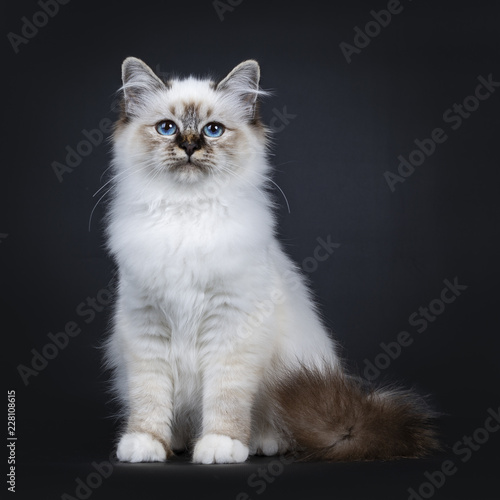 Excellent tabby point Sacred Birman cat kitten sitting front view, looking straight ahead beside camera with dreamy blue eyes isolated on black background