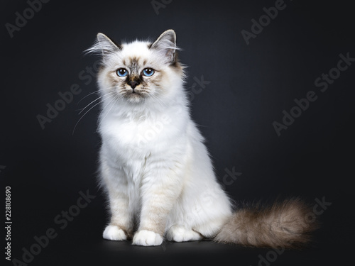 Excellent tabby point Sacred Birman cat kitten sitting side ways, looking straight ahead beside camera with mesmerizing blue eyes isolated on black background