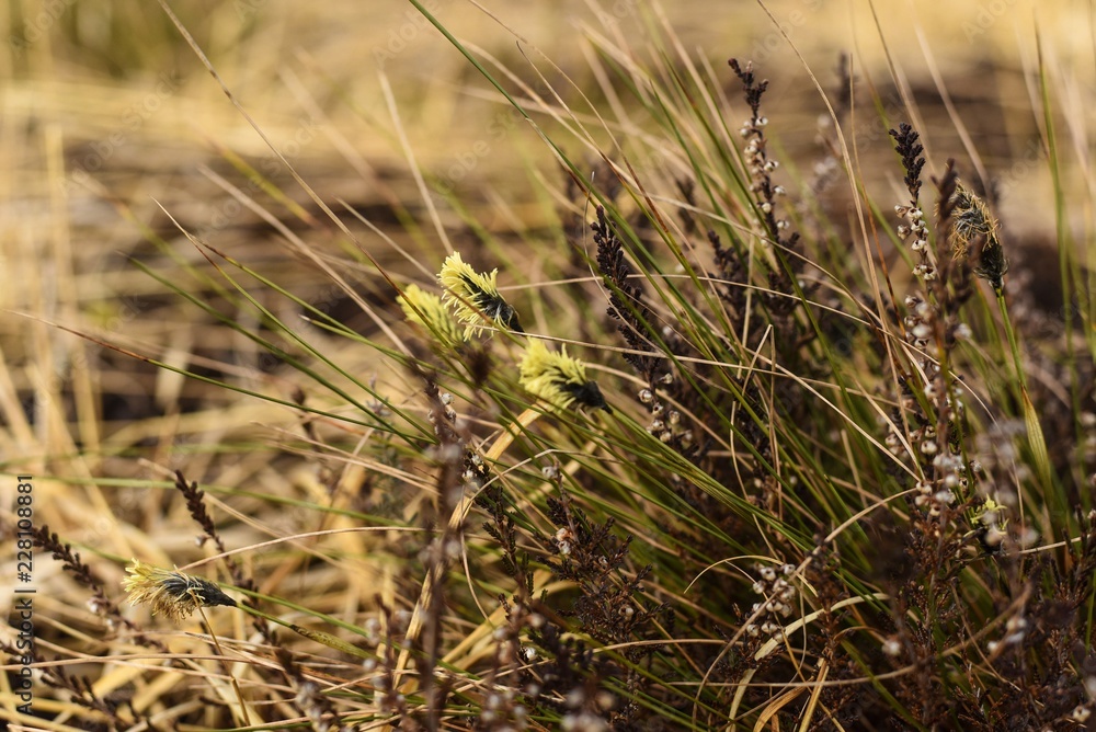 Fototapeta premium Bog heather and grass
