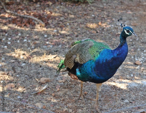 peacock with feathers