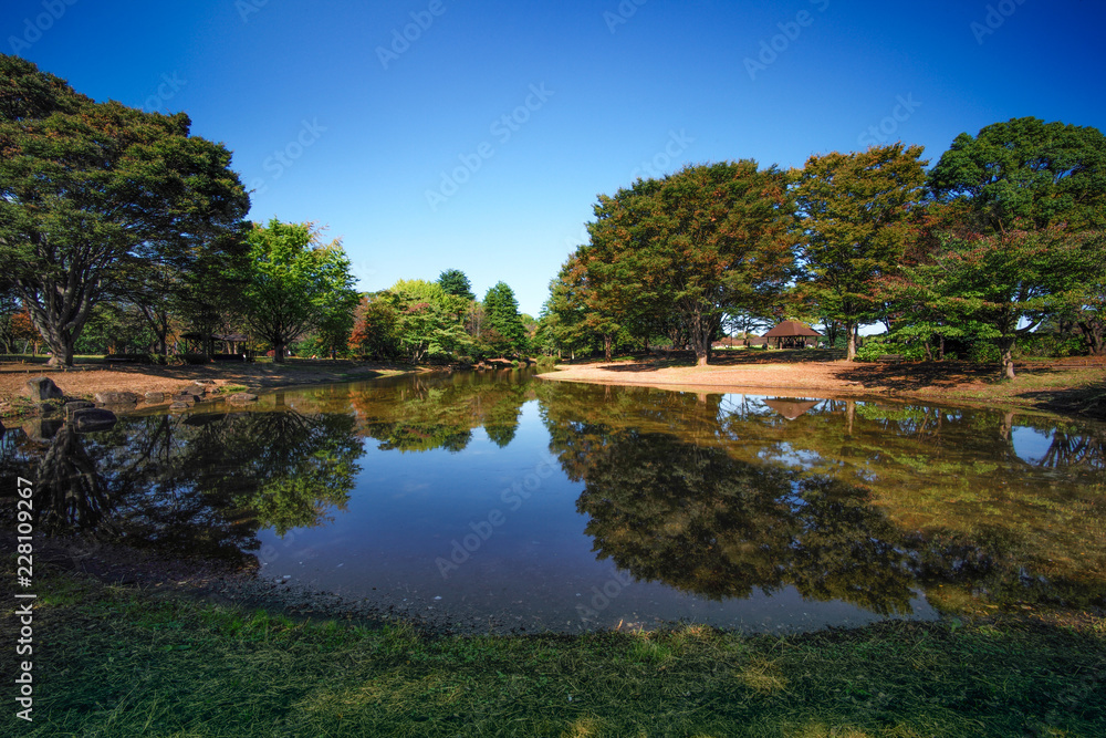Obraz premium Leaf color change with Flower garden at Showa Kinen Park, Tachikawa in Japan