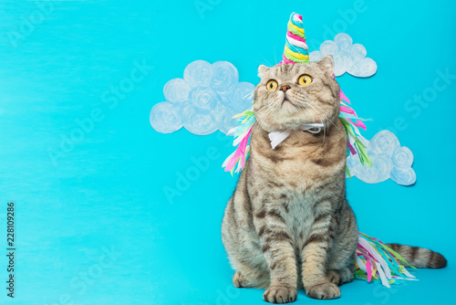 Large Scottish or British gray cat in the role of a unicorn, with a pink horn on a pink background, the concept of a fairy tale, colorful photography. On a blue background with clouds or sky