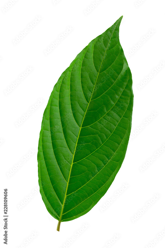 Green leaves isolated on a white background Green leaves isolated on a white background