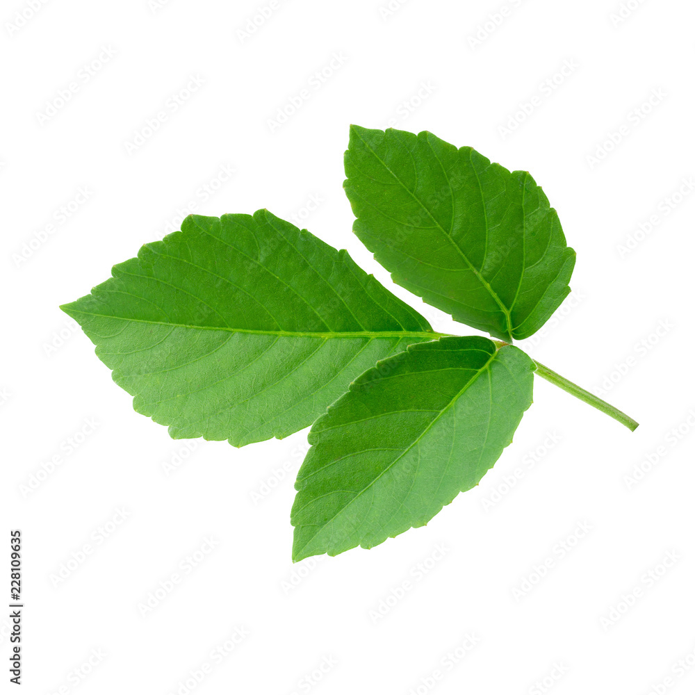 Fototapeta premium Green leaves isolated on a white background