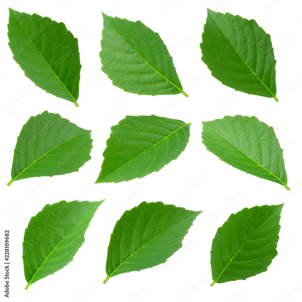 Obraz premium Green leaves set isolated on a white background