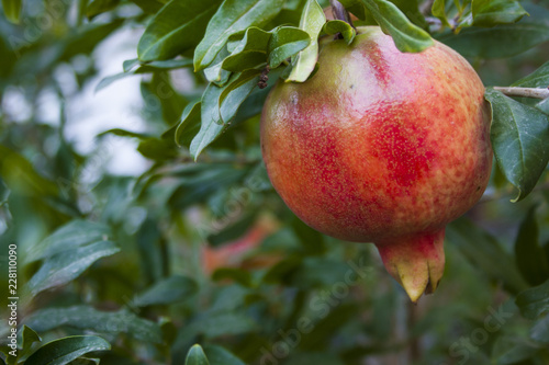Ripe pomegranate fruit on a tree branch in the garden.