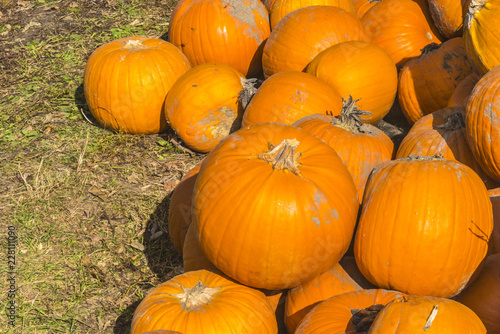 Bunte Vielzahl der Kürbise und des Kürbises Erntedankkürbisse mit Früchten