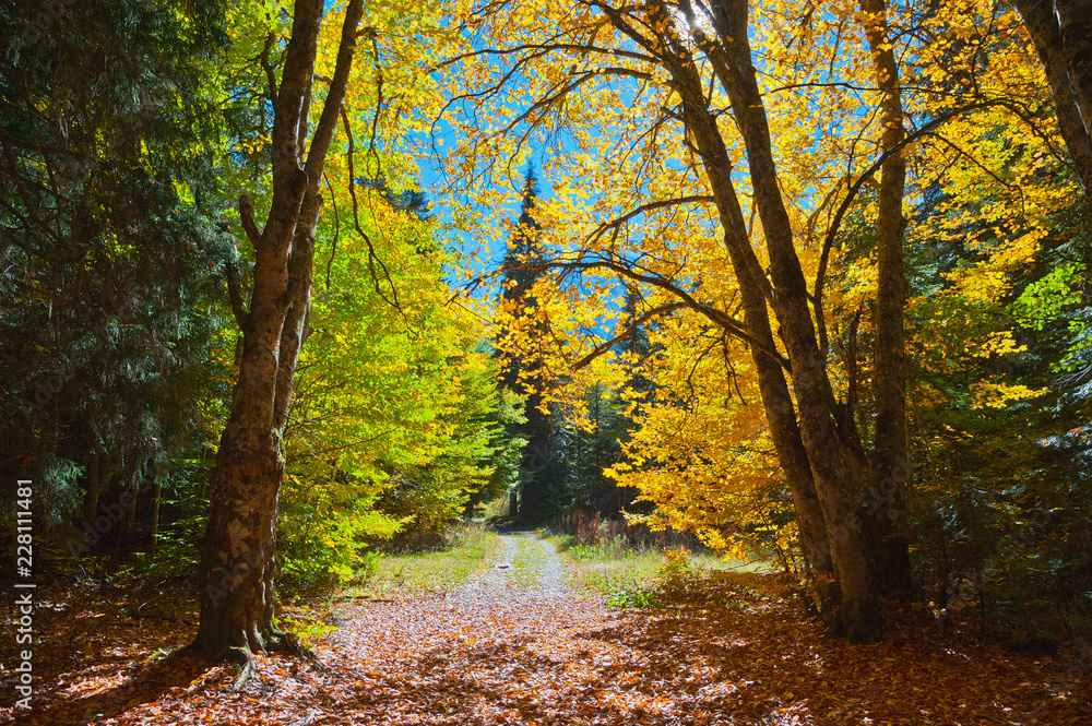 Obraz premium Autumn forest in the Dombai mountains. _ Осенний лес в горах Домбая.