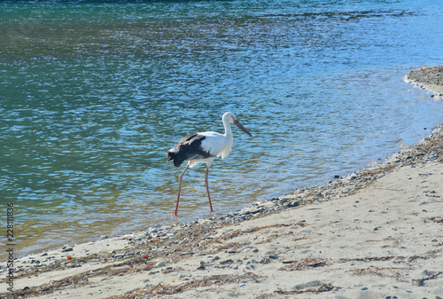 Oriental white stork (Ciconia boyciana) 4 photo