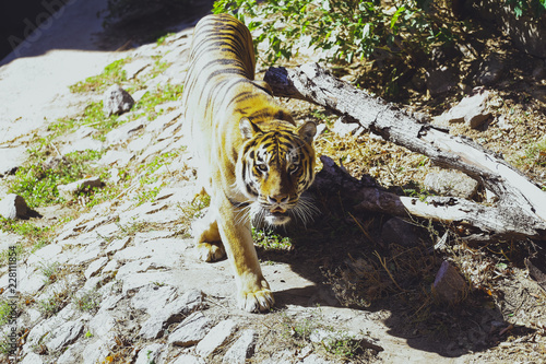 Animal tiger at the zoo