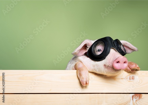 Fotografia Cute piglet animal in aviator glasses hanging