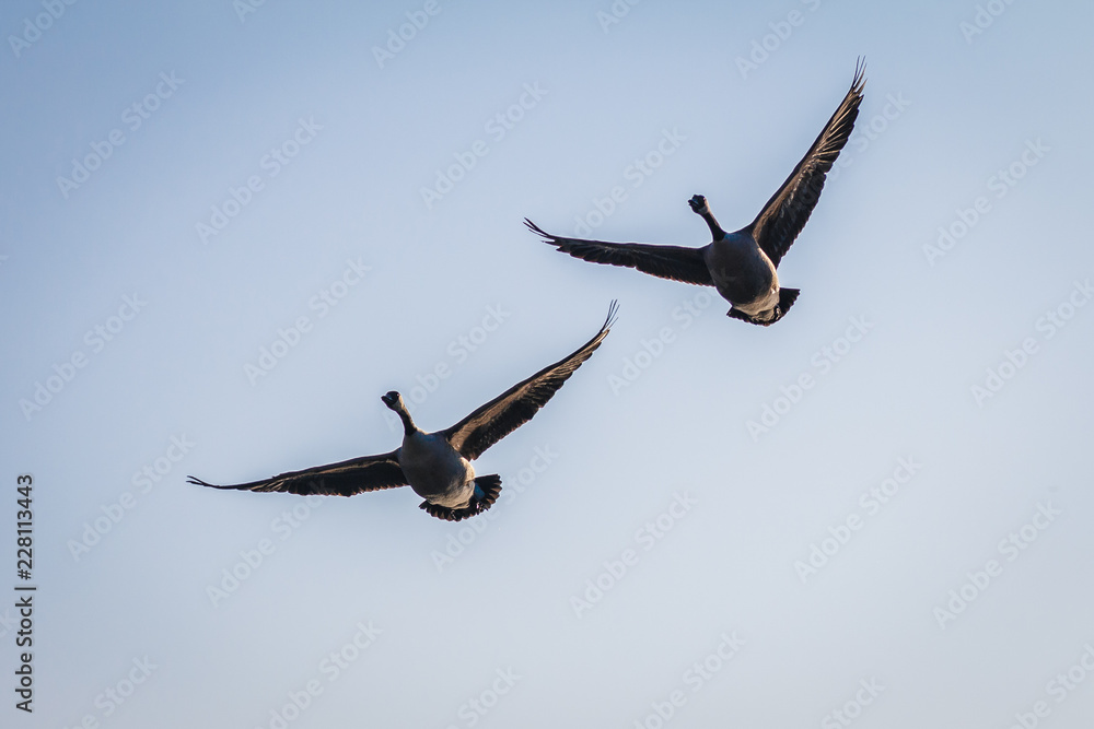 Obraz premium Fliegende Gänse