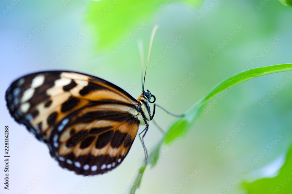 Butterfly close up on a green leaf macrophtography Butterfly close up on a green leaf macrophtography