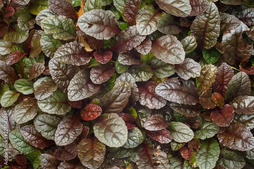 Ajuga reptans close-up. View from the top