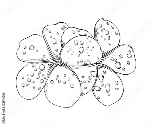 Vector engraved style illustration for posters, decoration and print. Hand drawn sketch of frangipani thai flower in black isolated on white background. Detailed vintage etching style drawing.