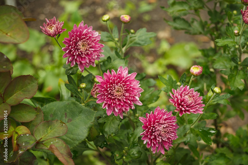 Flowers of Aster Chinese (Callistephus chinensis) among plants in the garden. Small depth of field 