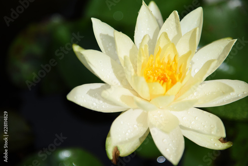 Top view White lotus and green leaf