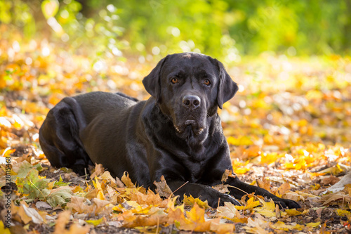 black labrador retriever lying down on autumn forest