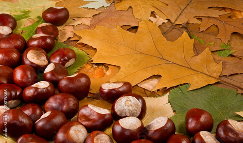 image of chestnuts in autumn closeup