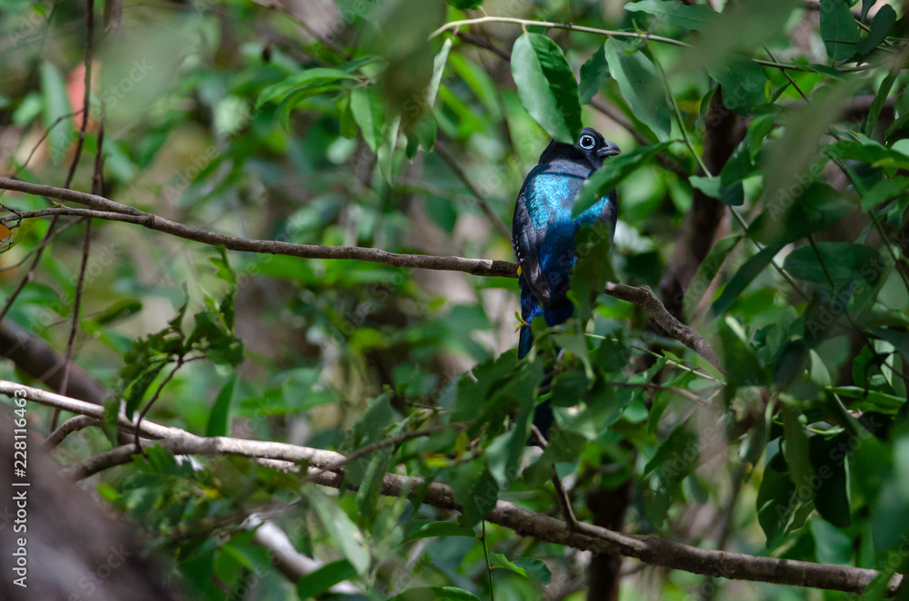 Fototapeta premium Black-headed Trogon (Trogon melanocephalus) in Palo Verde National Park, Costa Rica
